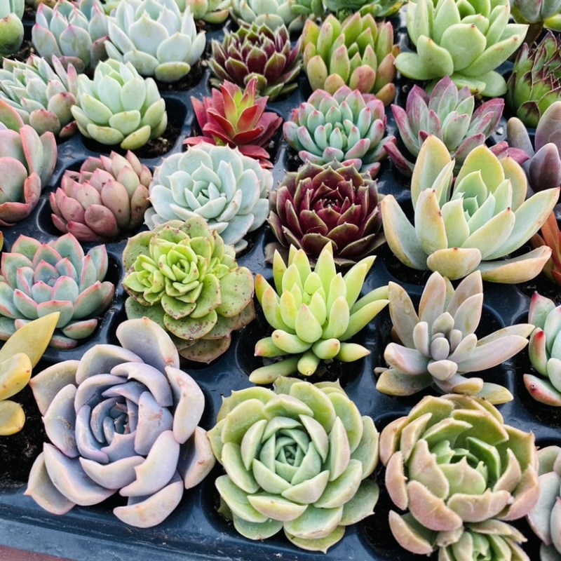 【包邮多肉植物】30元30颗30个品种多肉包邮到家