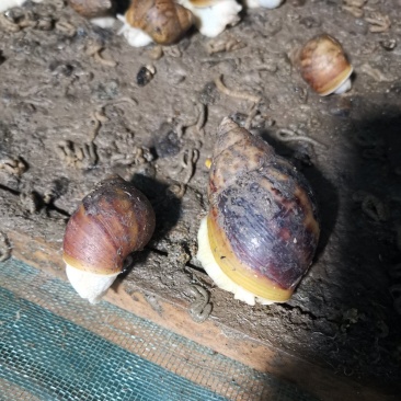 中华白玉蜗牛