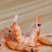 新货大号南极红磷虾皮非特级淡干无盐添加即食虾干