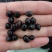 山豆根种子颗粒饱满发芽率95%云南苦参提供技术
