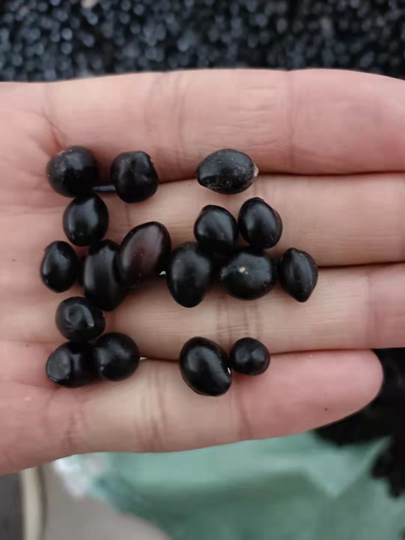 山豆根种子颗粒饱满发芽率95%云南苦参提供技术