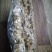 灯芯草一扎400个，不计重量，量大从优