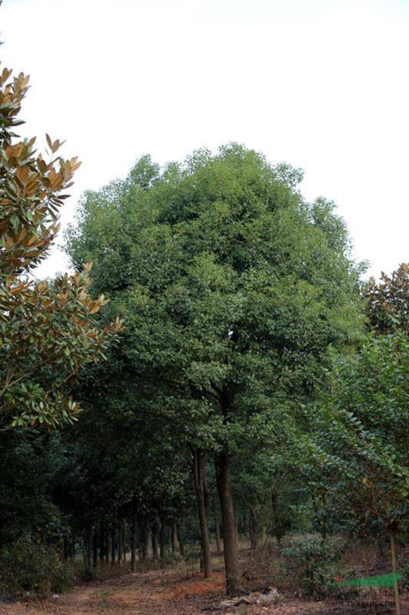 【热销】安徽合肥樟树，优质樟树，园林绿化，公园，道路绿化