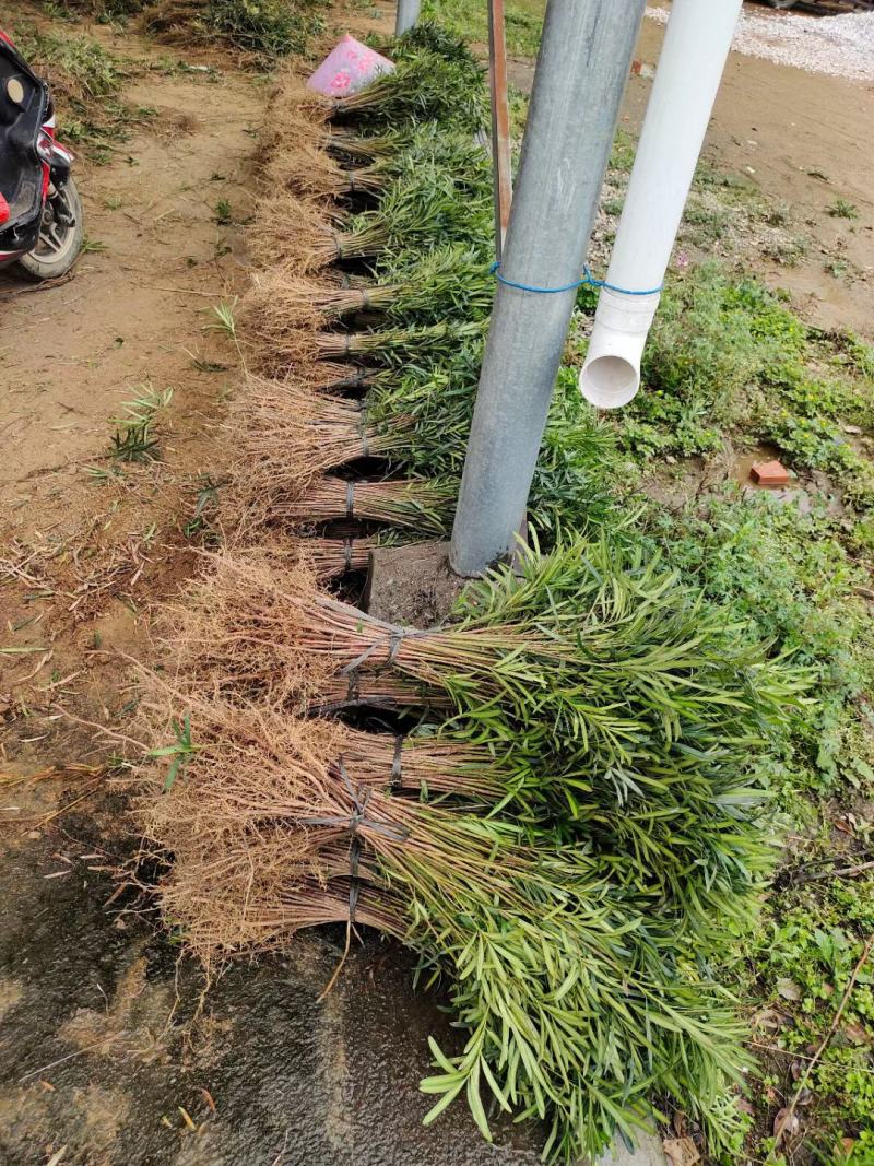 罗汉松苗，广西桂林苗木基地常年供应罗汉松苗