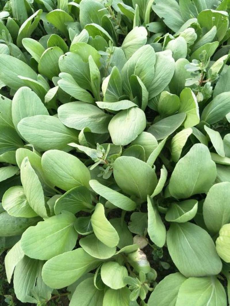 华冠青梗菜种子上海青鸡毛菜阳台盆栽四季速生青菜