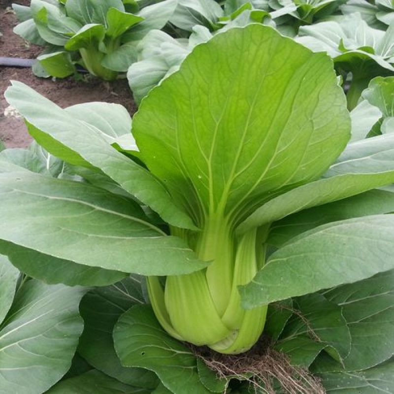 华冠青梗菜种子上海青鸡毛菜阳台盆栽四季速生青菜