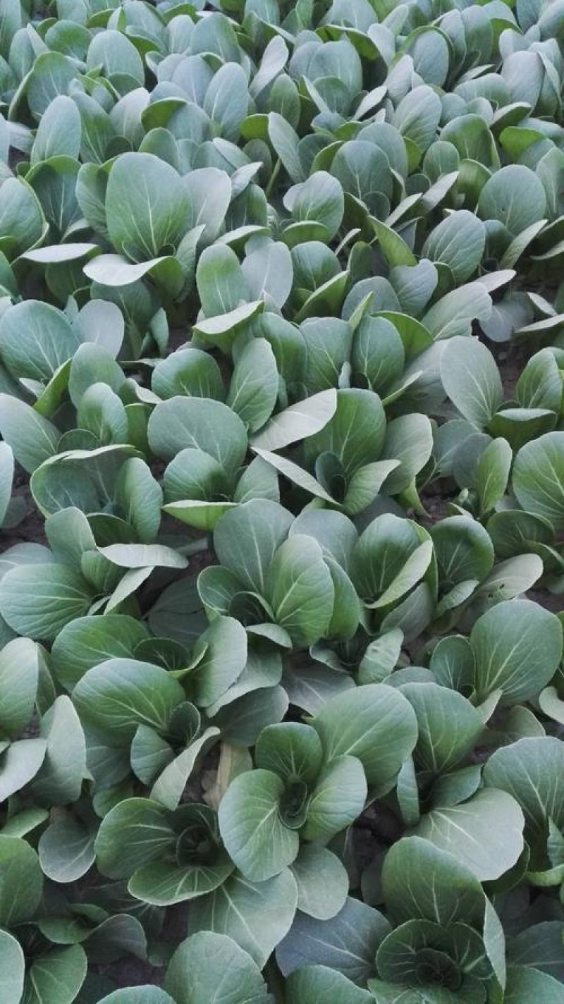 华冠青梗菜种子上海青鸡毛菜阳台盆栽四季速生青菜