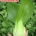 华冠青梗菜种子上海青鸡毛菜阳台盆栽四季速生青菜