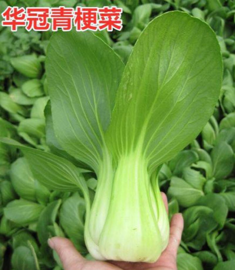 华冠青梗菜种子上海青鸡毛菜阳台盆栽四季速生青菜