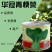 华冠青梗菜种子上海青鸡毛菜阳台盆栽四季速生青菜