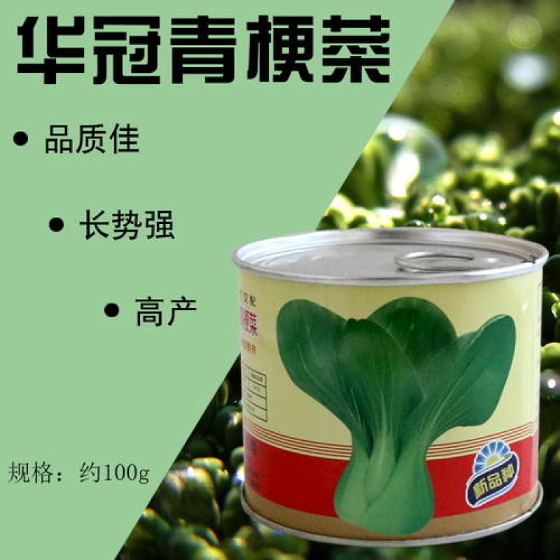 华冠青梗菜种子上海青鸡毛菜阳台盆栽四季速生青菜
