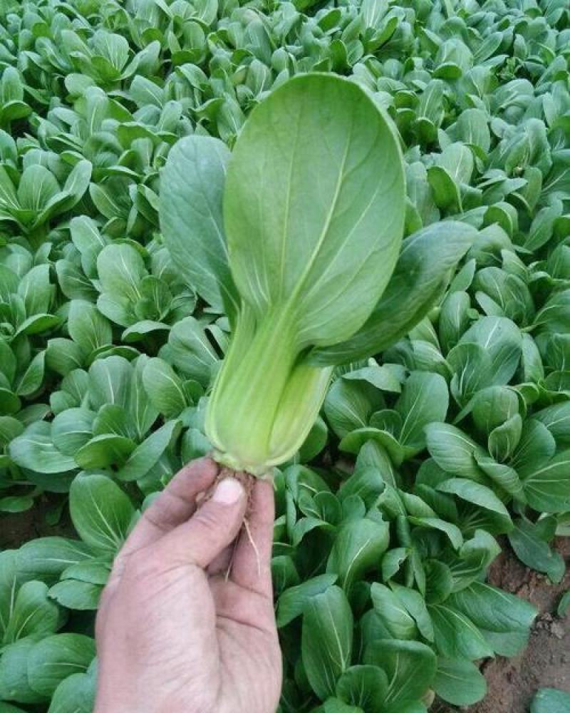 华冠青梗菜种子上海青鸡毛菜阳台盆栽四季速生青菜