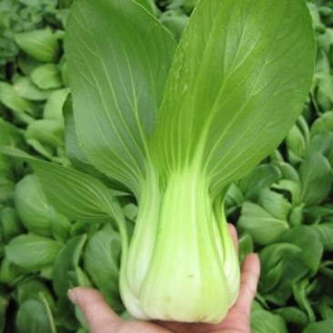 华冠青梗菜种子上海青鸡毛菜阳台盆栽四季速生青菜