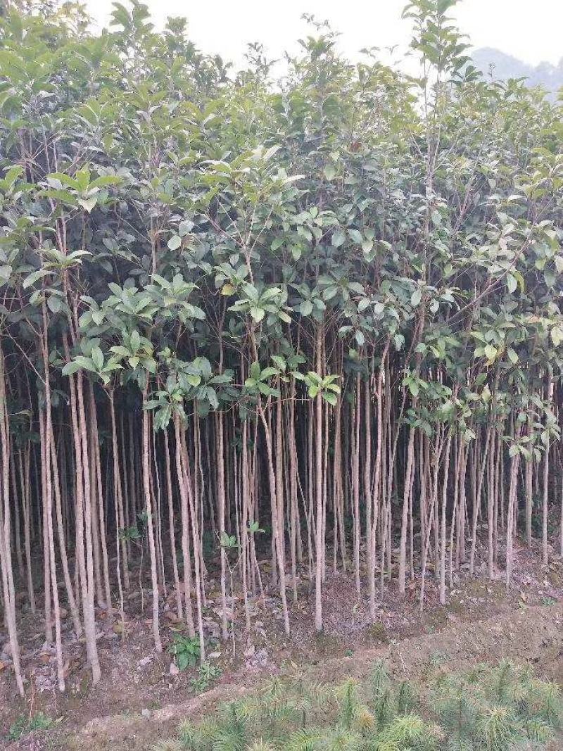 桂花苗，广西桂林苗木基地常年供应，金桂苗，丹桂苗，四季桂