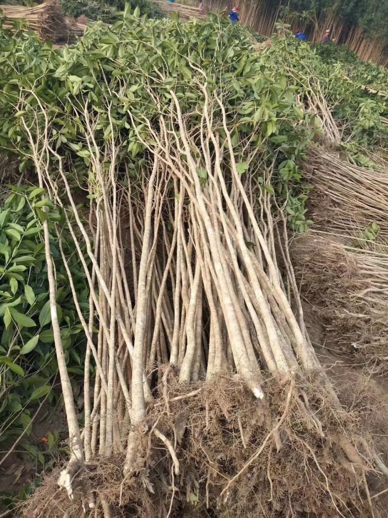 桂花苗，广西桂林苗木基地常年供应，金桂苗，丹桂苗，四季桂