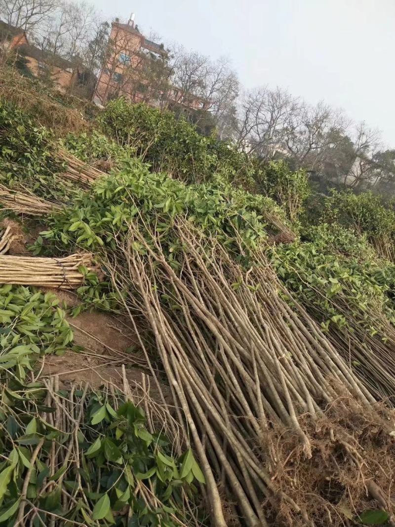 桂花苗，广西桂林苗木基地常年供应，金桂苗，丹桂苗，四季桂
