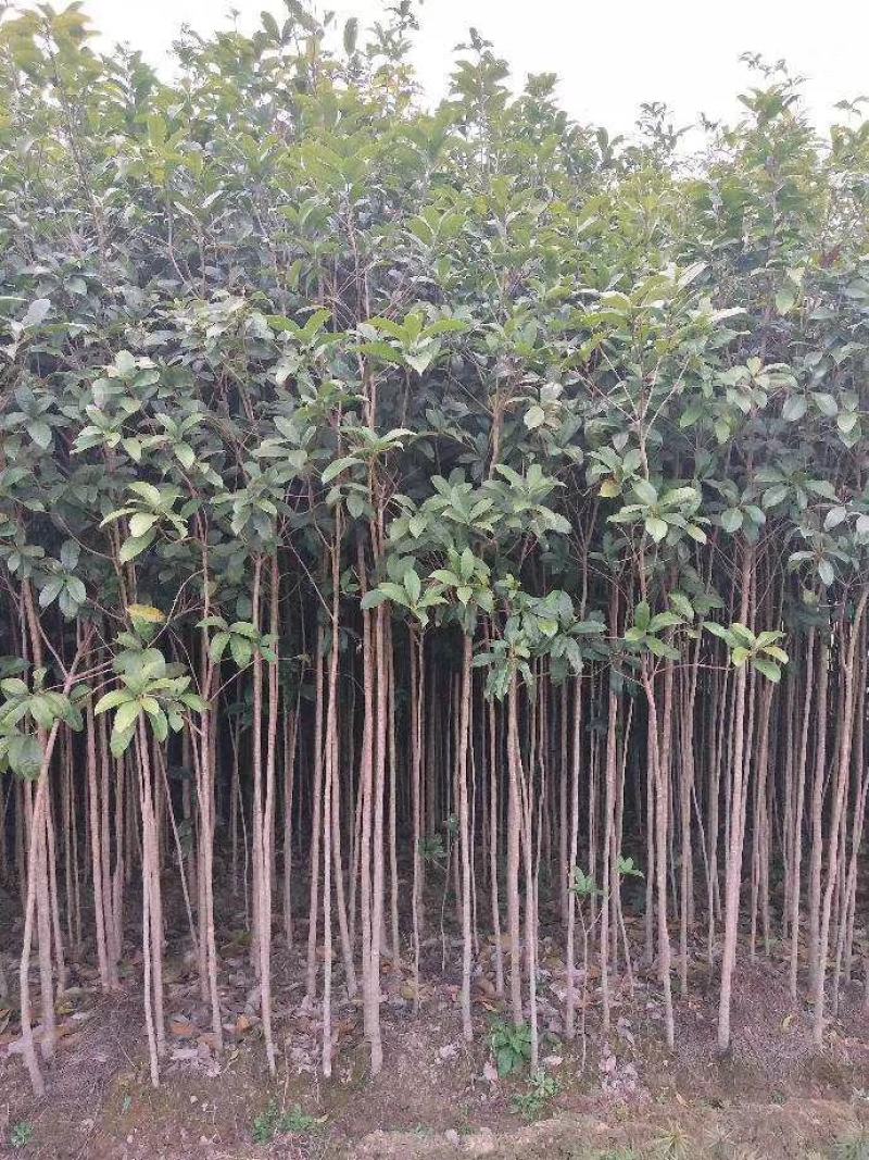 桂花苗，广西桂林苗木基地常年供应，金桂苗，丹桂苗，四季桂