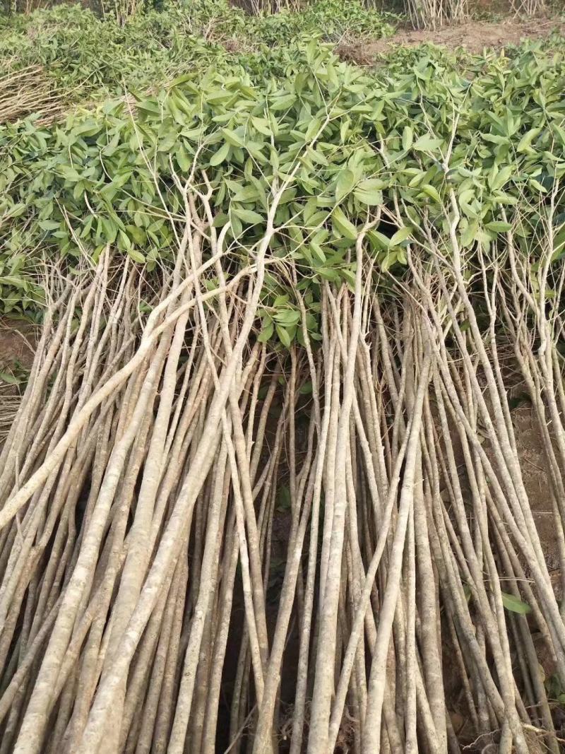 桂花苗，广西桂林苗木基地常年供应，金桂苗，丹桂苗，四季桂