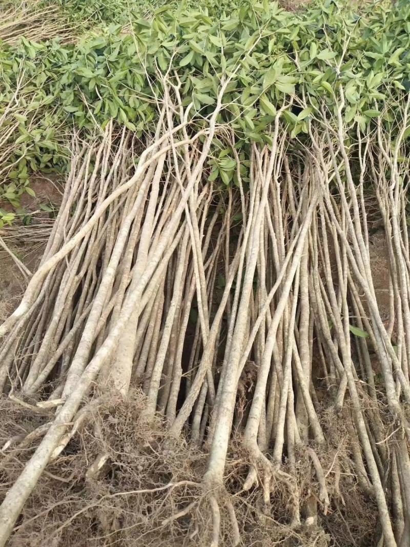 桂花苗，广西桂林苗木基地常年供应，金桂苗，丹桂苗，四季桂