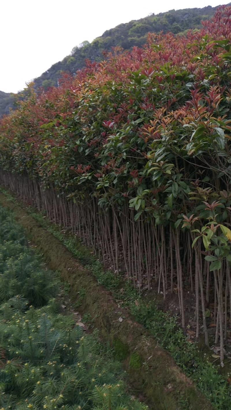 桂花苗，广西桂林苗木基地常年供应，金桂苗，丹桂苗，四季桂