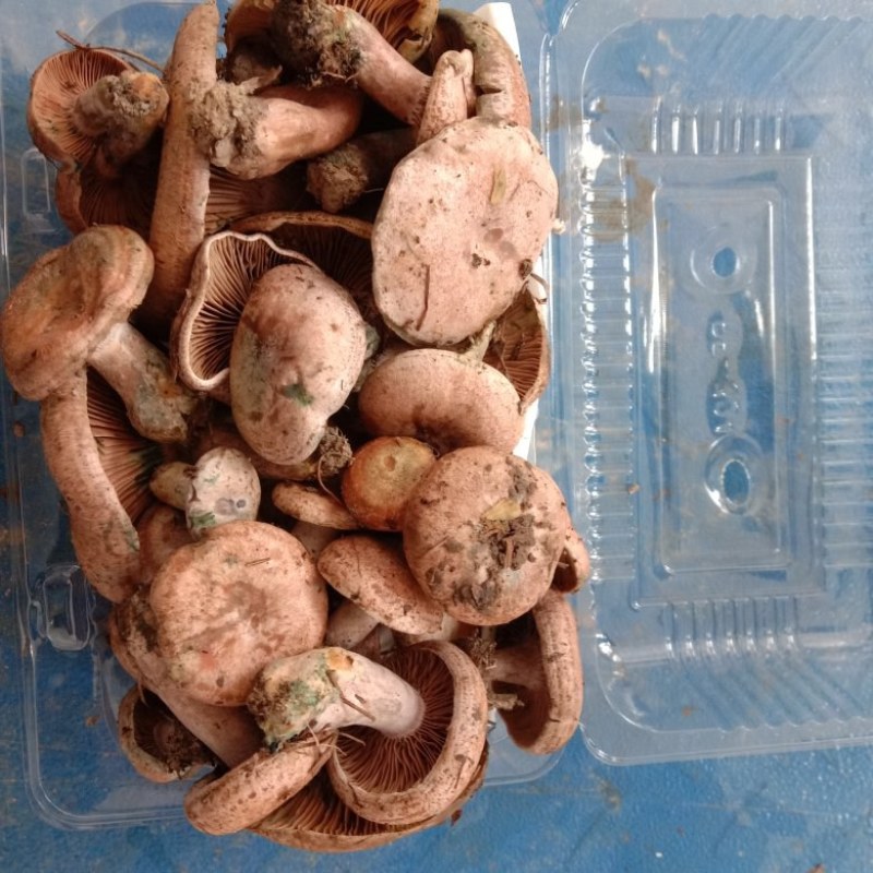 乌枞菌寒菌三九菇重阳菌