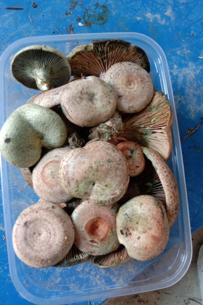 乌枞菌寒菌三九菇重阳菌