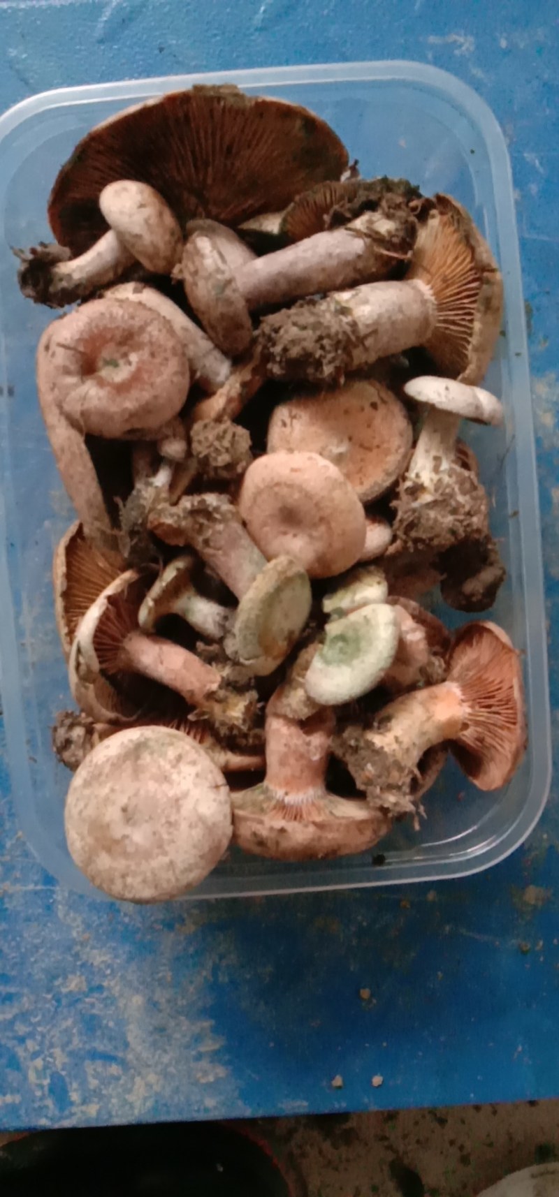 乌枞菌寒菌三九菇重阳菌
