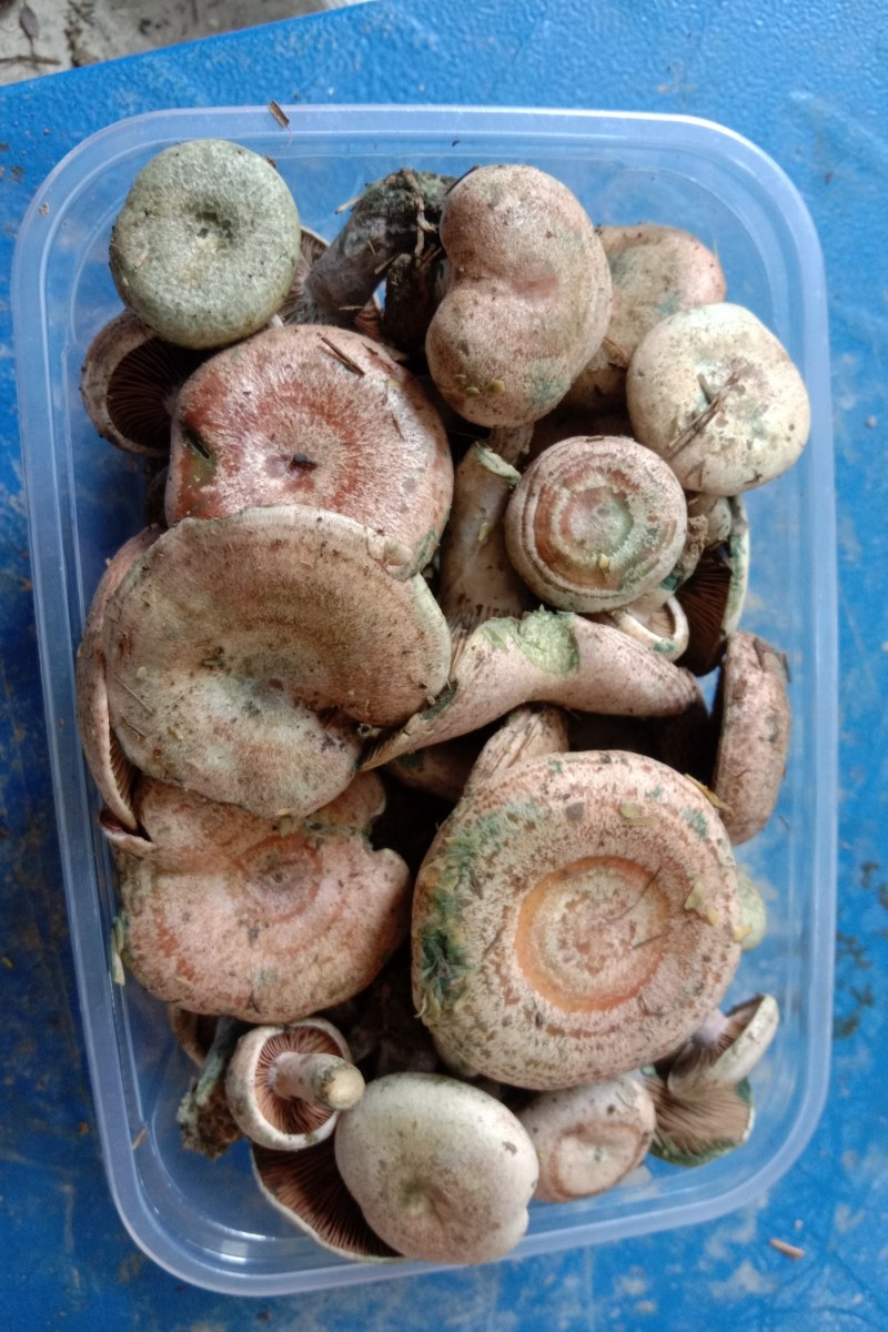 乌枞菌寒菌三九菇重阳菌