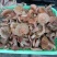 乌枞菌寒菌三九菇重阳菌