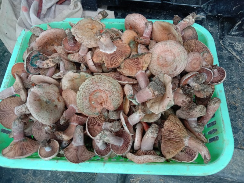 乌枞菌寒菌三九菇重阳菌