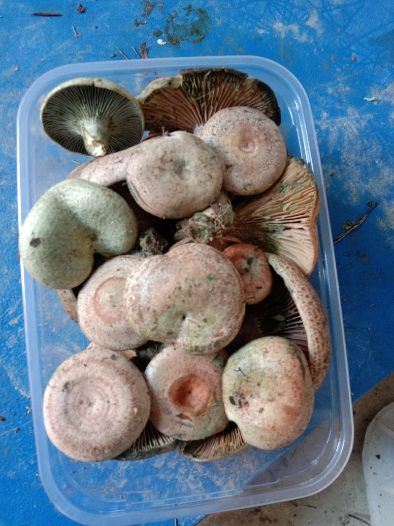 乌枞菌寒菌三九菇重阳菌