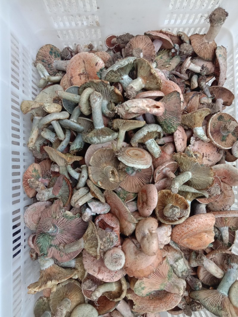 乌枞菌寒菌三九菇重阳菌