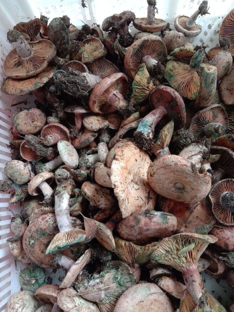 乌枞菌寒菌三九菇重阳菌