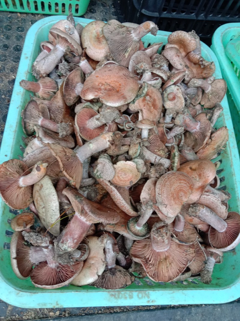 乌枞菌寒菌三九菇重阳菌
