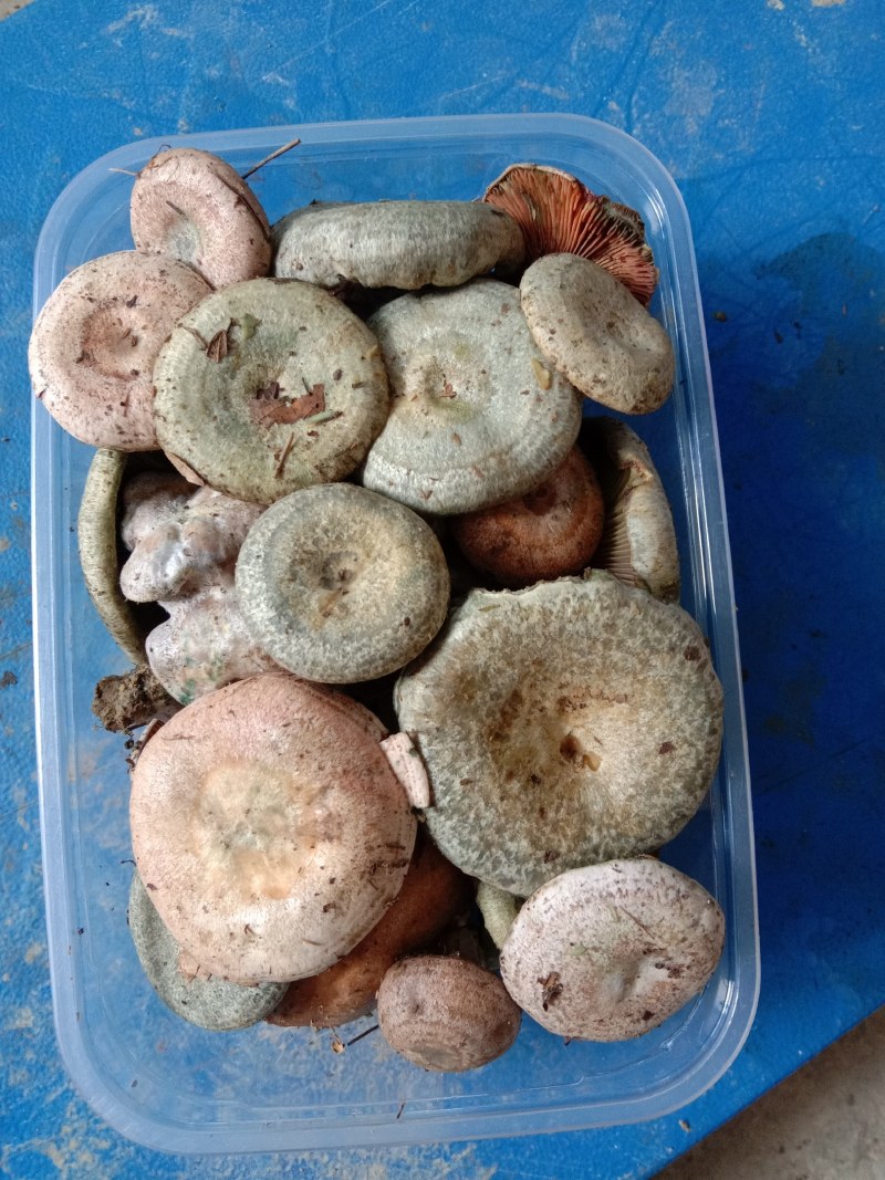 乌枞菌寒菌三九菇重阳菌