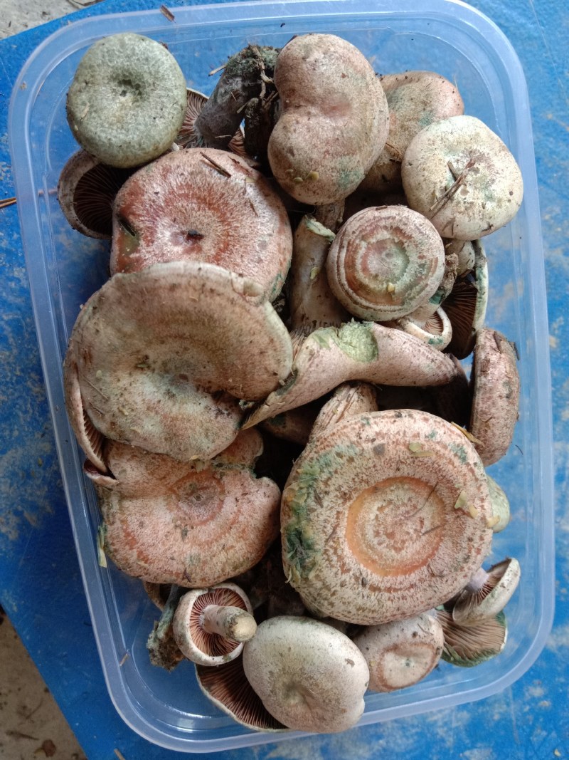 乌枞菌寒菌三九菇重阳菌