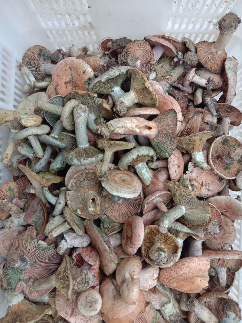 乌枞菌寒菌三九菇重阳菌
