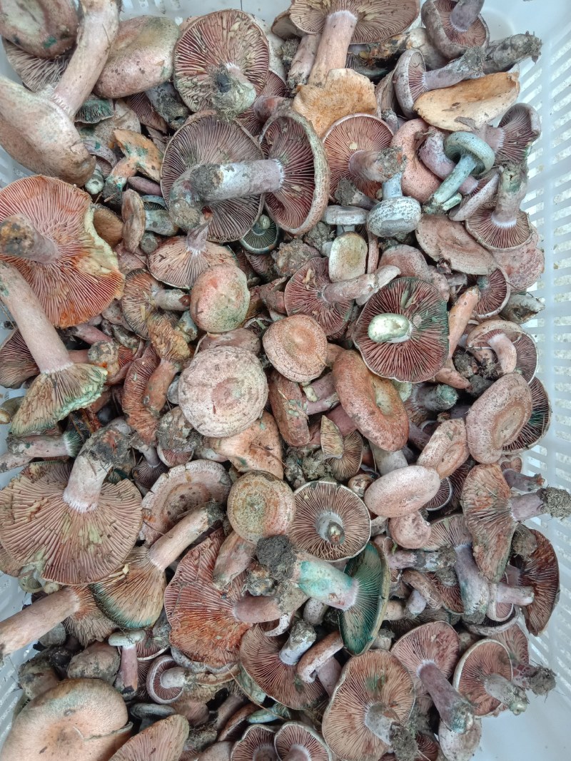乌枞菌寒菌三九菇重阳菌