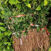 桂花苗，广西桂林苗木基地常年供应，金桂苗，丹桂苗，四季桂