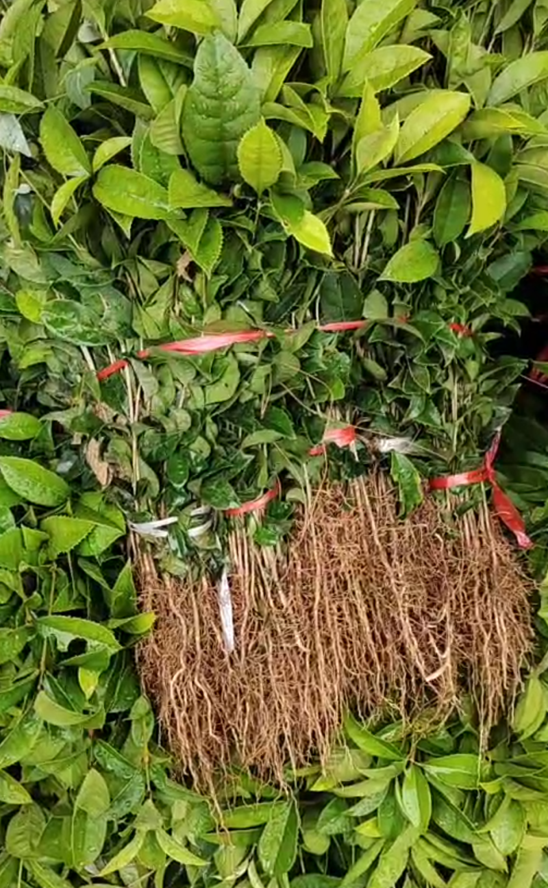 桂花苗，广西桂林苗木基地常年供应，金桂苗，丹桂苗，四季桂