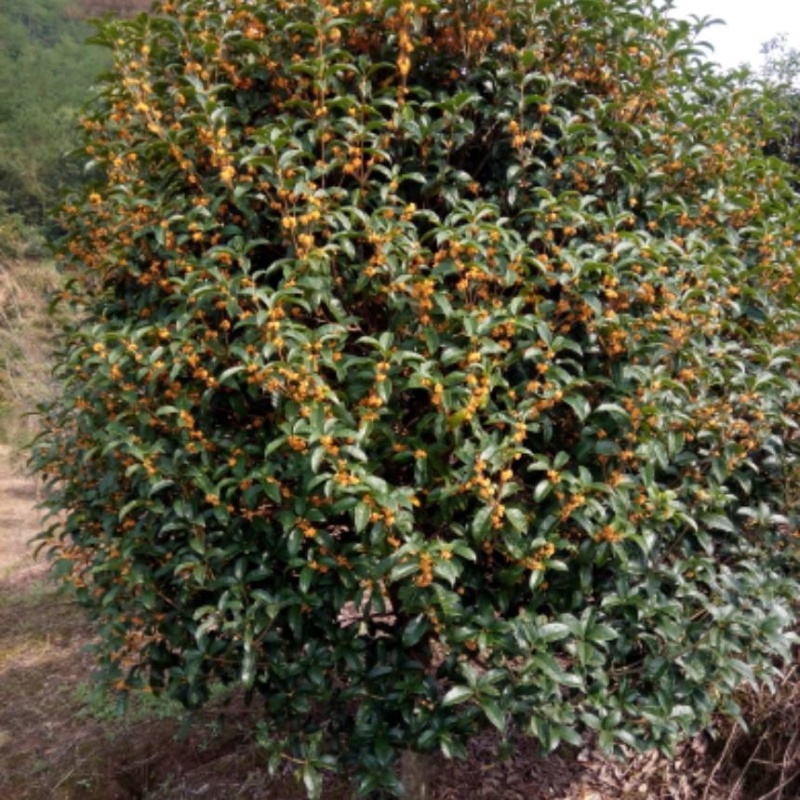 【优选商家】精品桂花树，小叶桂花树，包成活率苗圃一手货源