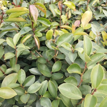 茶籽苗，广西桂林苗木基地常年供应茶籽苗，