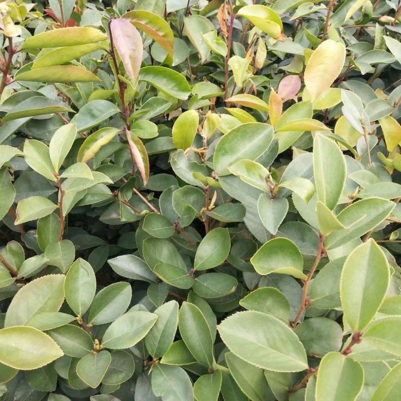 茶籽苗，广西桂林苗木基地常年供应茶籽苗，
