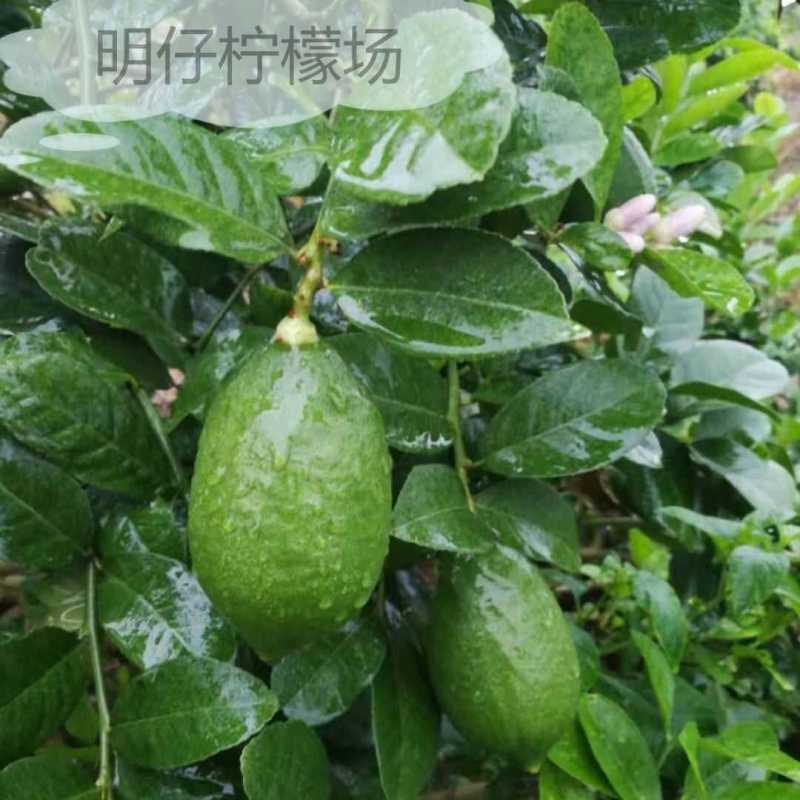 一级青果55斤一件