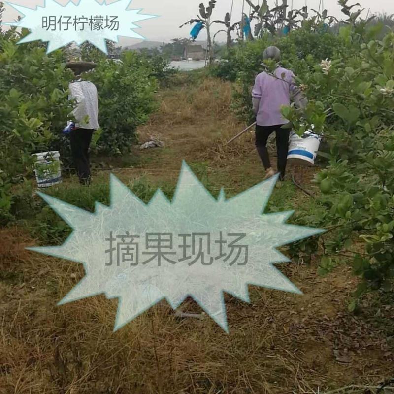 一级青果55斤一件