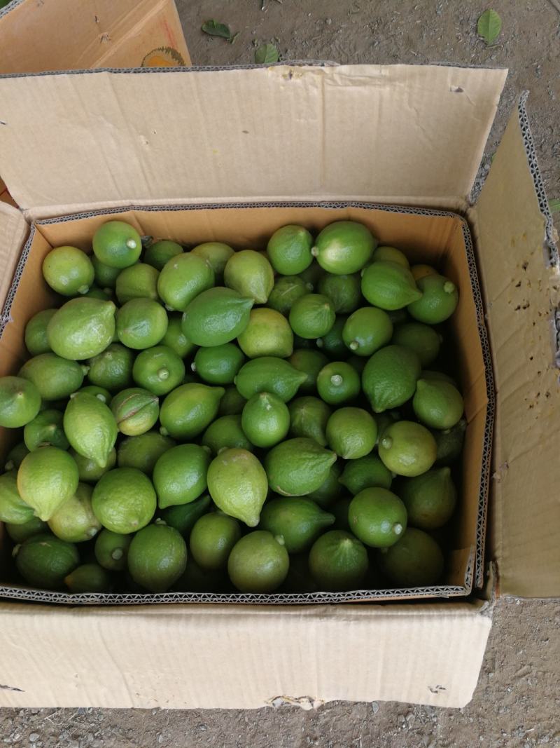 一级青果55斤一件