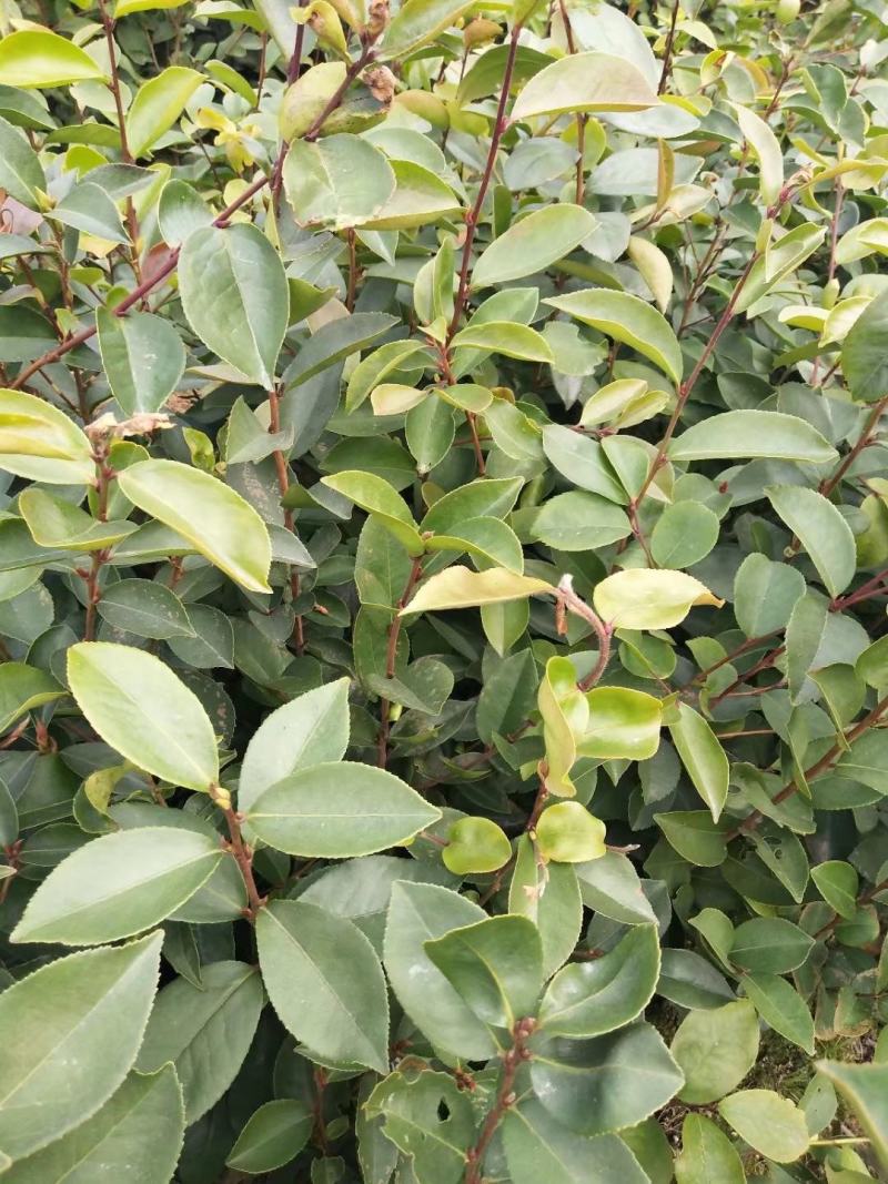 茶籽苗，广西桂林苗木基地常年供应茶籽苗，