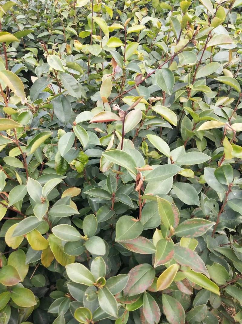 茶籽苗，广西桂林苗木基地常年供应茶籽苗，