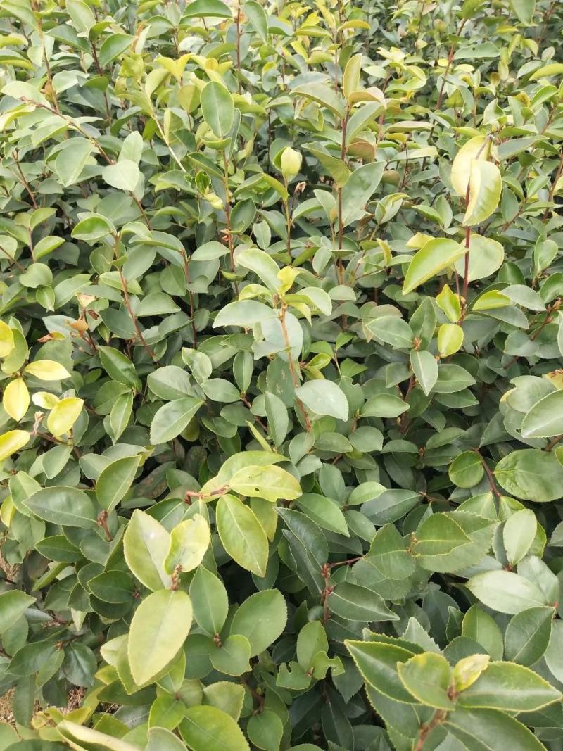 茶籽苗，广西桂林苗木基地常年供应茶籽苗，