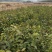 茶籽苗，广西桂林苗木基地常年供应茶籽苗，